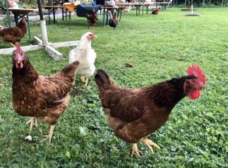 Am Mühlbach der Wolfmühle in Forstinning