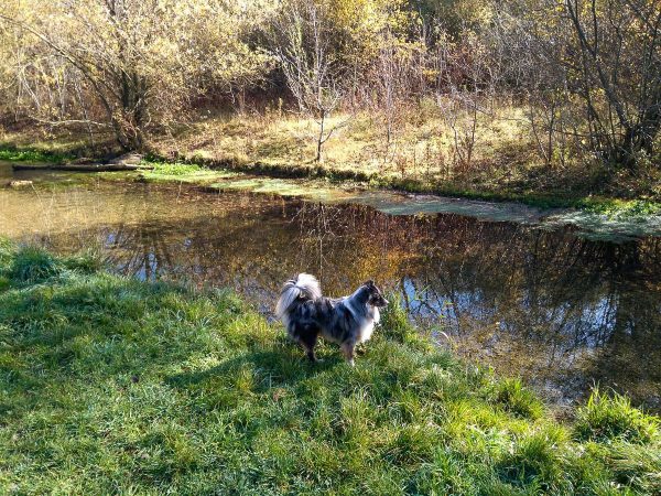 Dog at the Hüllgraben