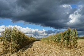 Field near Hüllgraben Munich